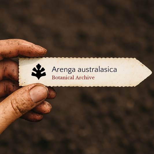 Étiquette végétale imprimée pour Arenga australasica tenue par une main sale sur un fond de terre