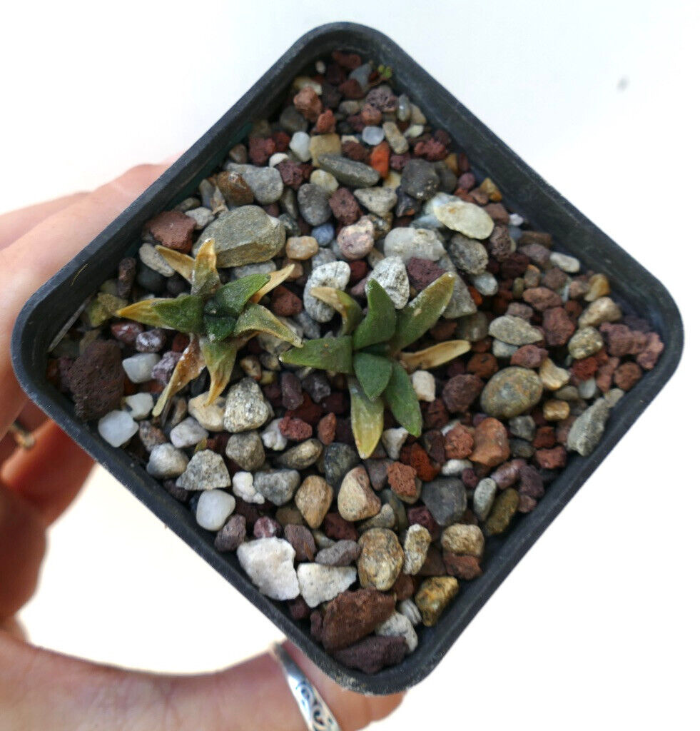 Ariocarpus scapharostrus X retusus cv CAULIFLOWER BH2 (2 plants)