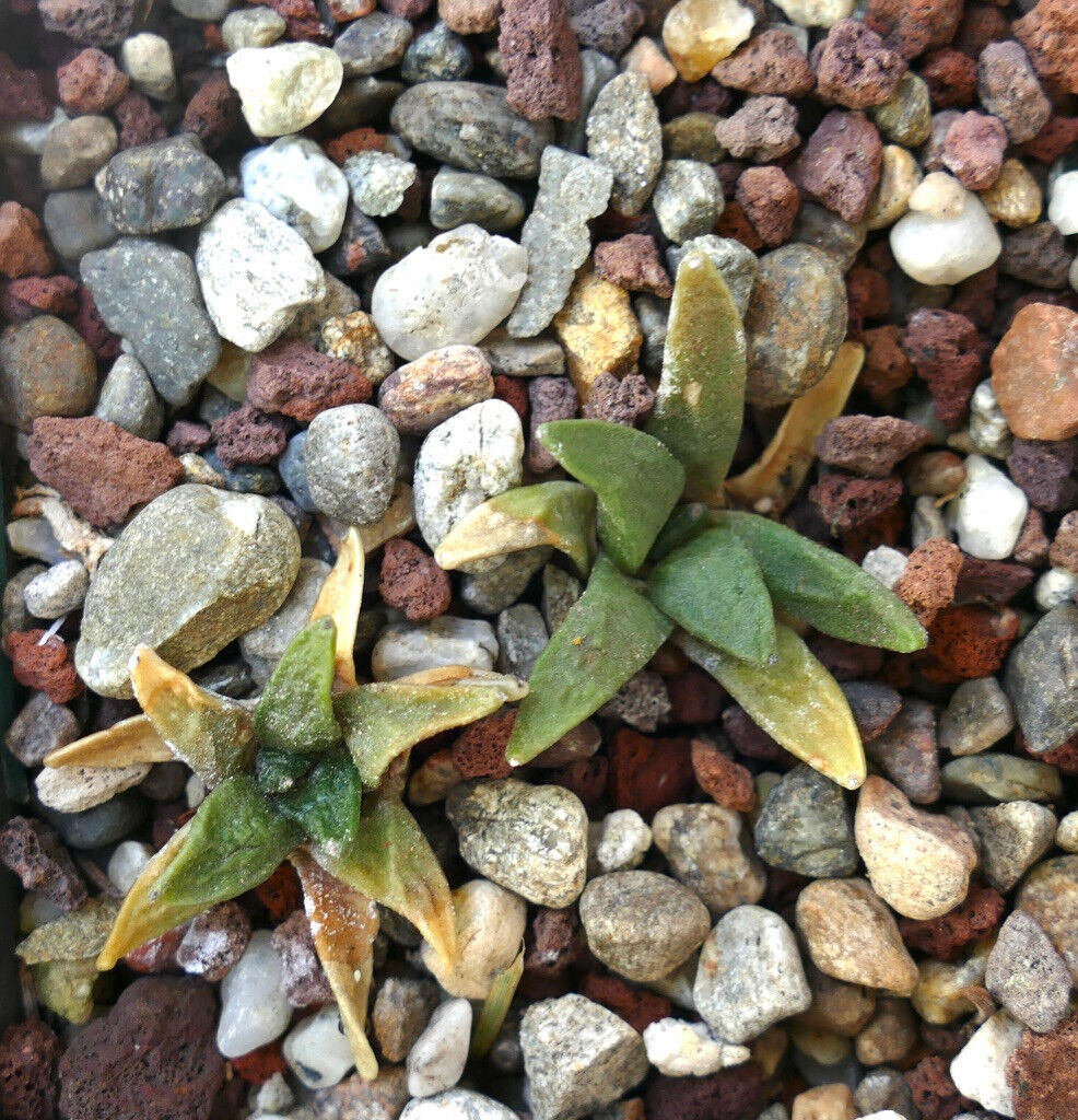 Ariocarpus scapharostrus X retusus cv CAULIFLOWER BH2 (2 plants)