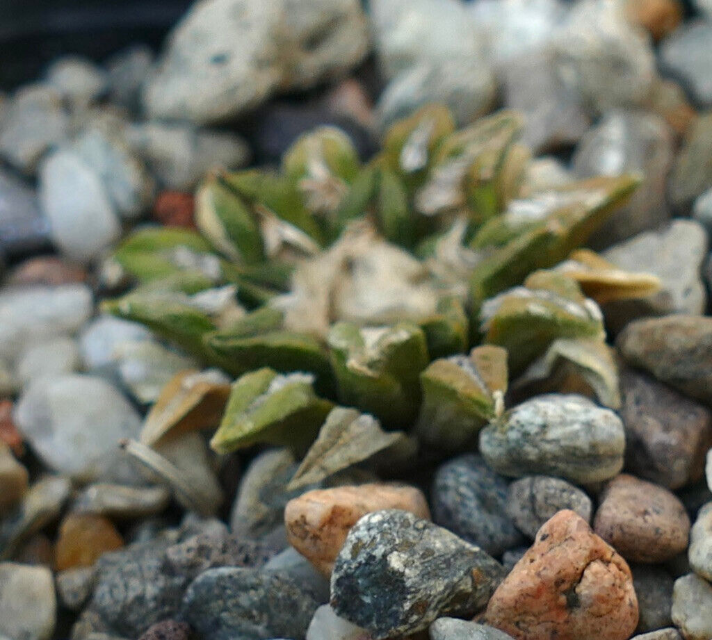 Ariocarpus kotschoubeyanus (San Francisco, San Luis Potosi MEXICO) AB2