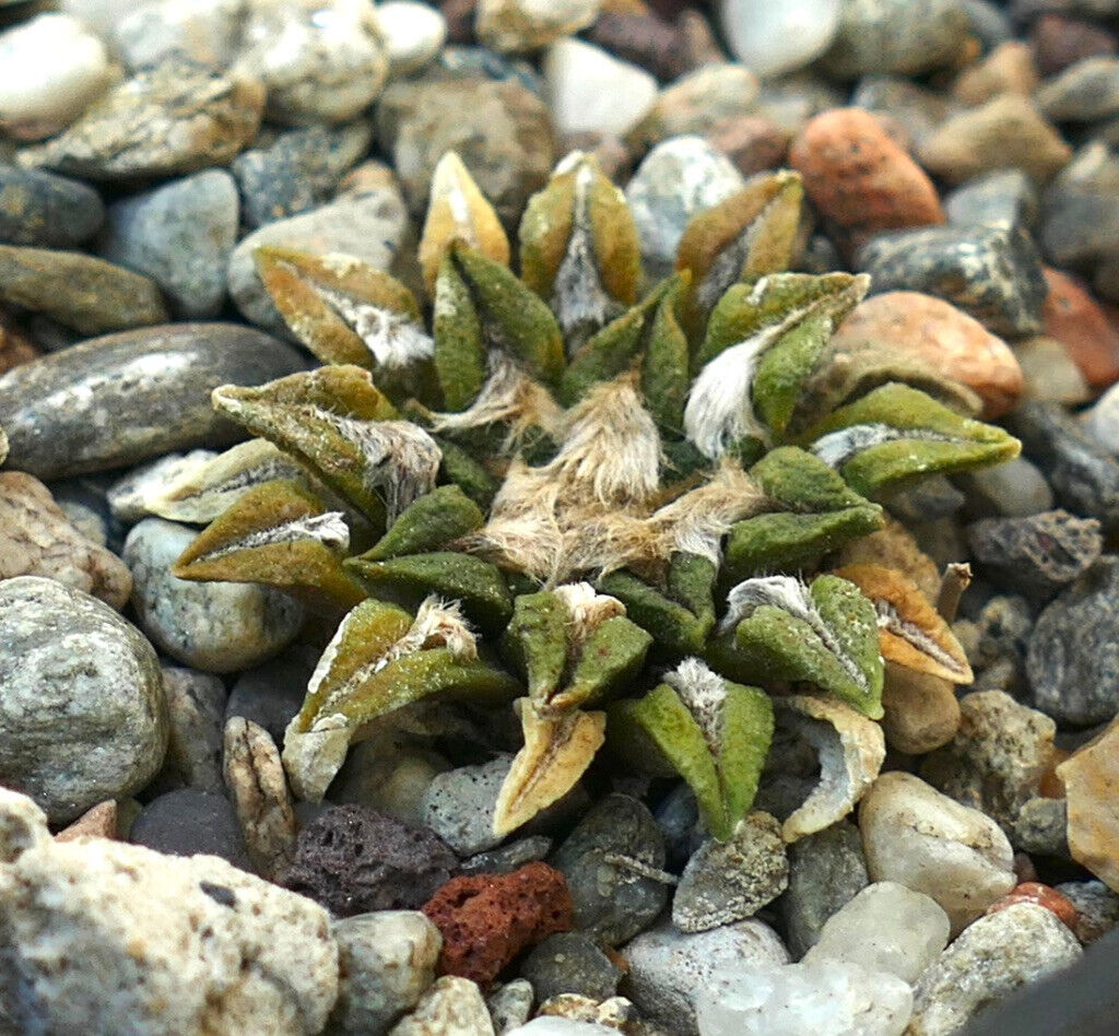 Ariocarpus kotschoubeyanus (San Francisco, San Luis Potosi MEXICO) AB2