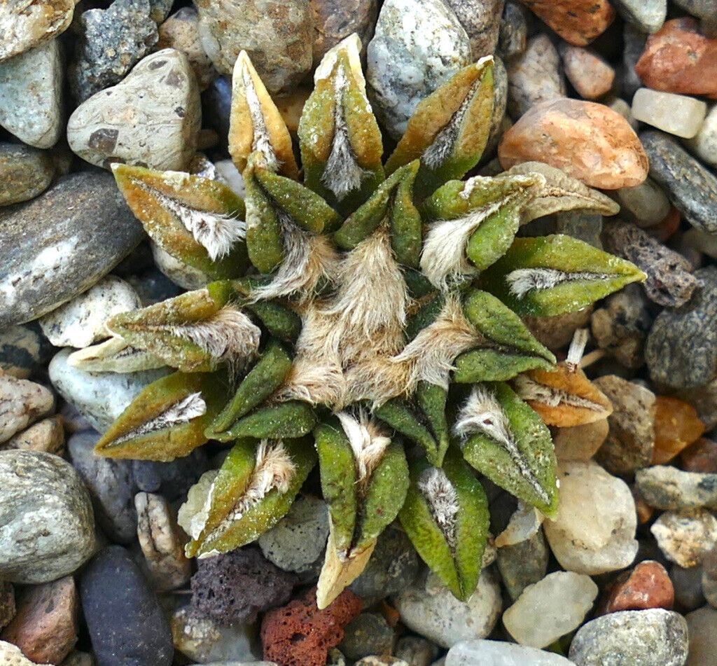 Ariocarpus kotschoubeyanus (San Francisco, San Luis Potosi MEXICO) AB2