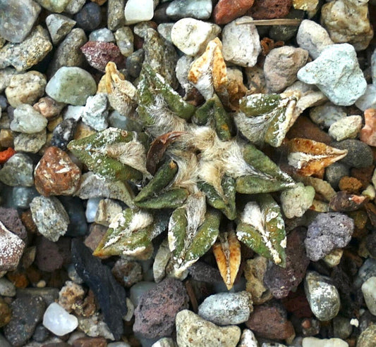 Ariocarpus kotschoubeyanus (Hipolito, Coahuila MEXICO) PPSR