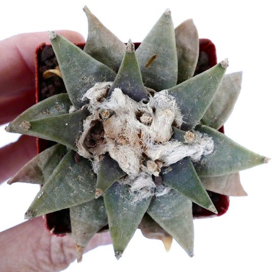 Ariocarpus retusus R56