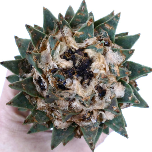 Ariocarpus scapharostroides GRAFTED SKY3