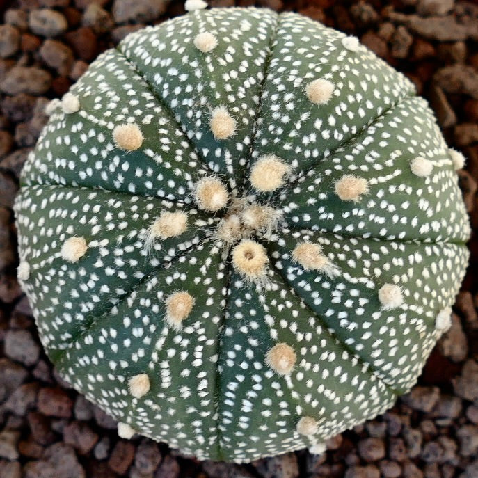 Astrophytum asterias multipunctatum X asterias 70