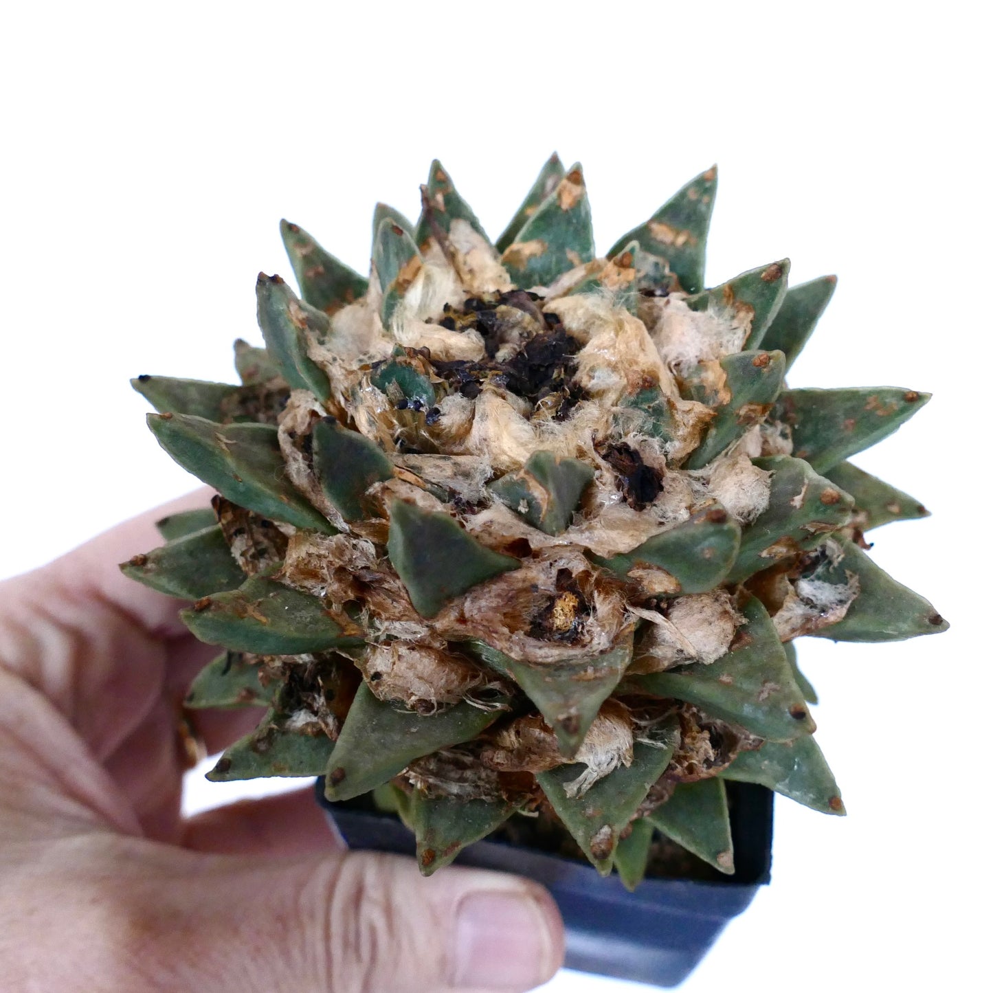 Ariocarpus scapharostroides GRAFTED SKY3