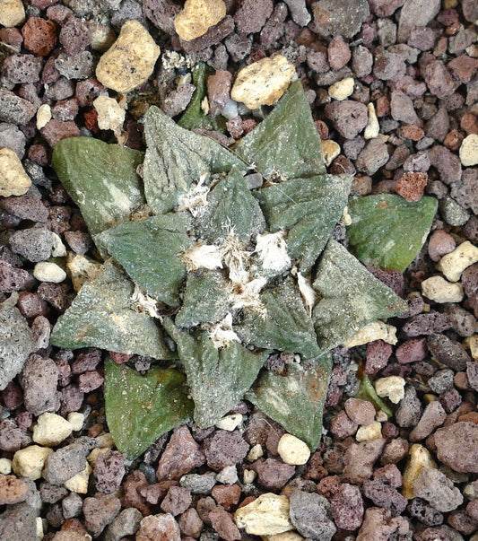 Ariocarpus GODZILLA x FURFURACEUS x scapharostroides