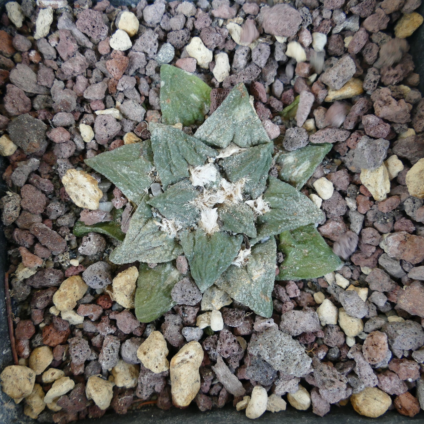 Ariocarpus GODZILLA x FURFURACEUS x scapharostroides