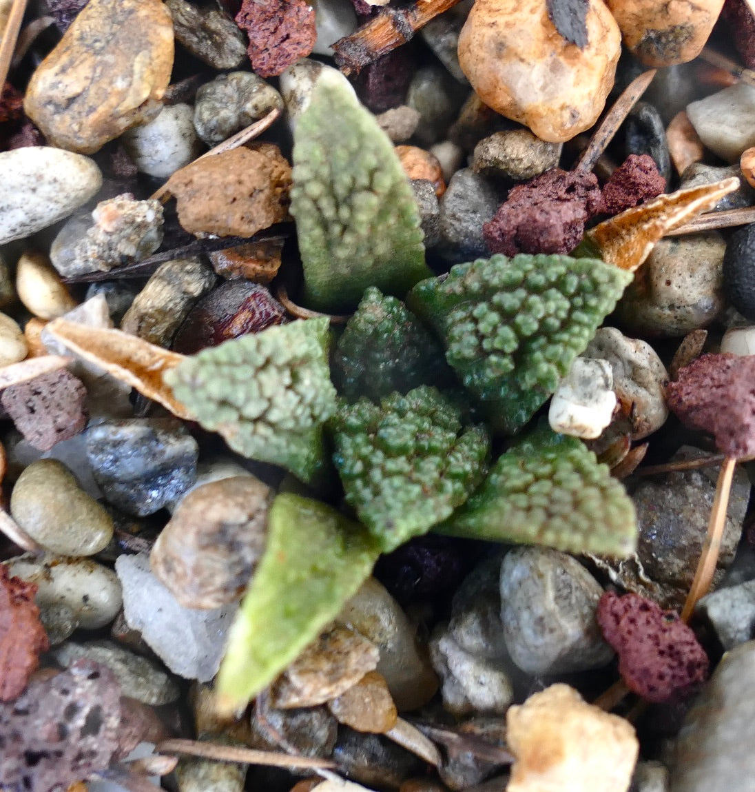 Ariocarpus fissuratus cv GODZILLA