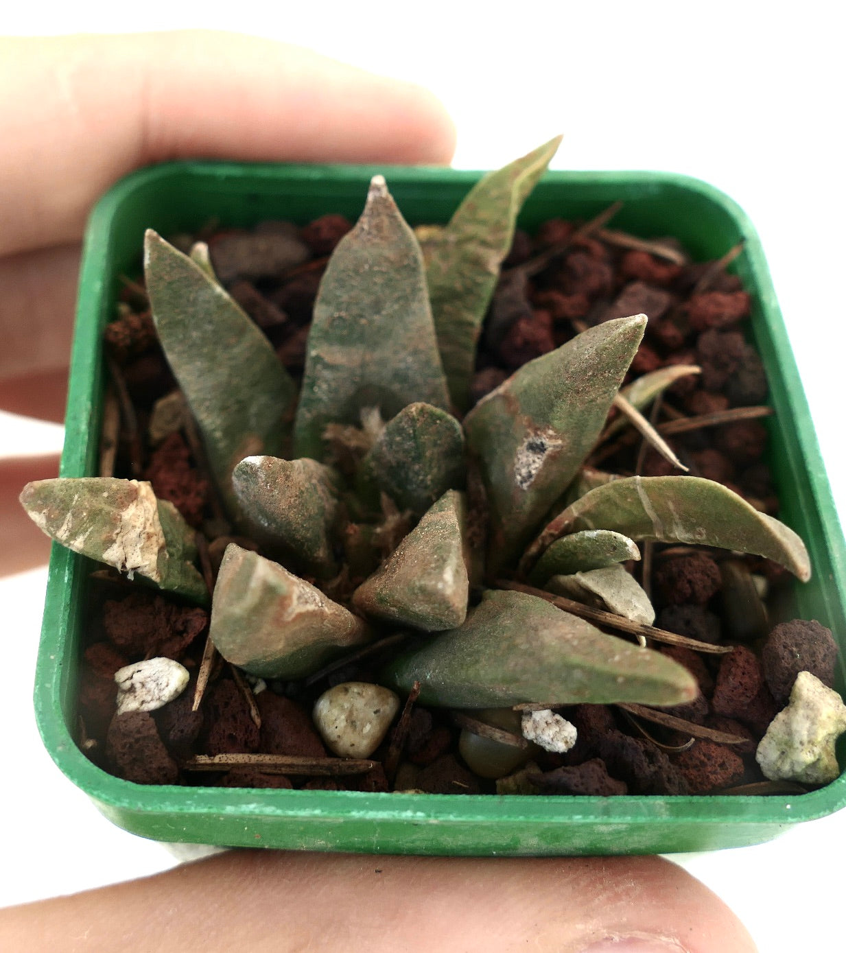 Ariocarpus trigonus X scapharostroides