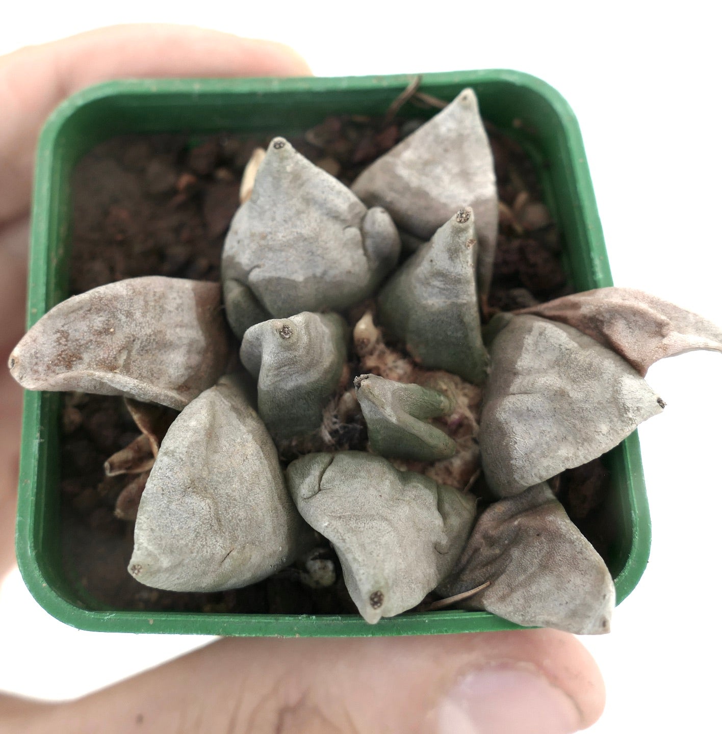 Ariocarpus furfuraceus X retusus cv. THREEFINGER