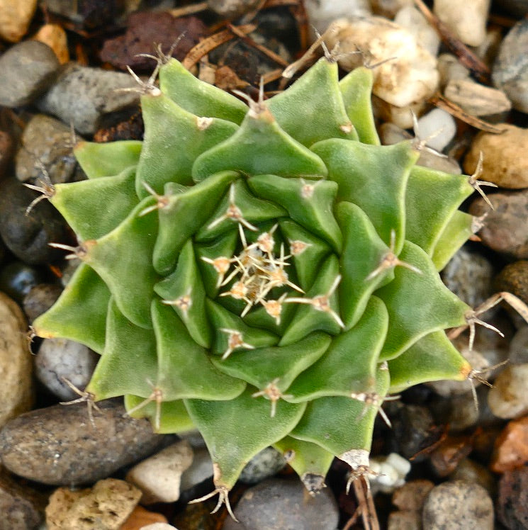 Obregonia denegrii