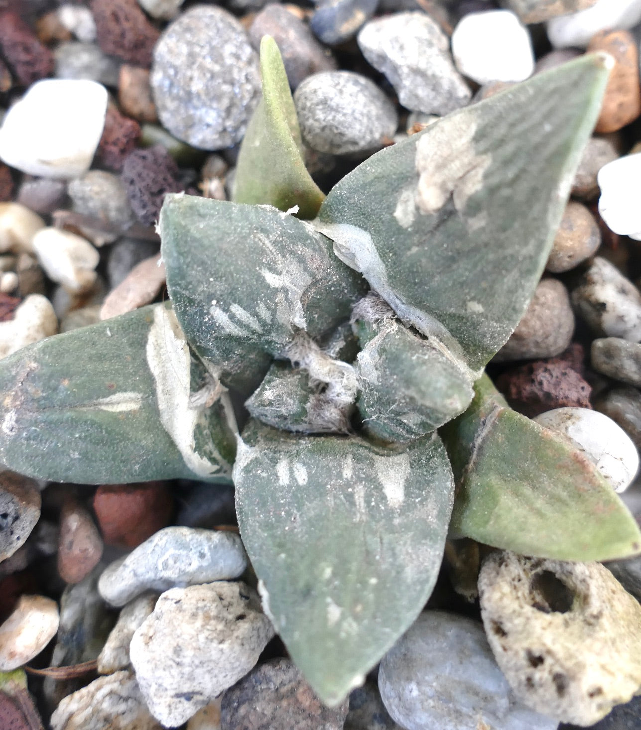 Ariocarpus retusus cv FRUMUDOSU X cv CAULIFLOWER