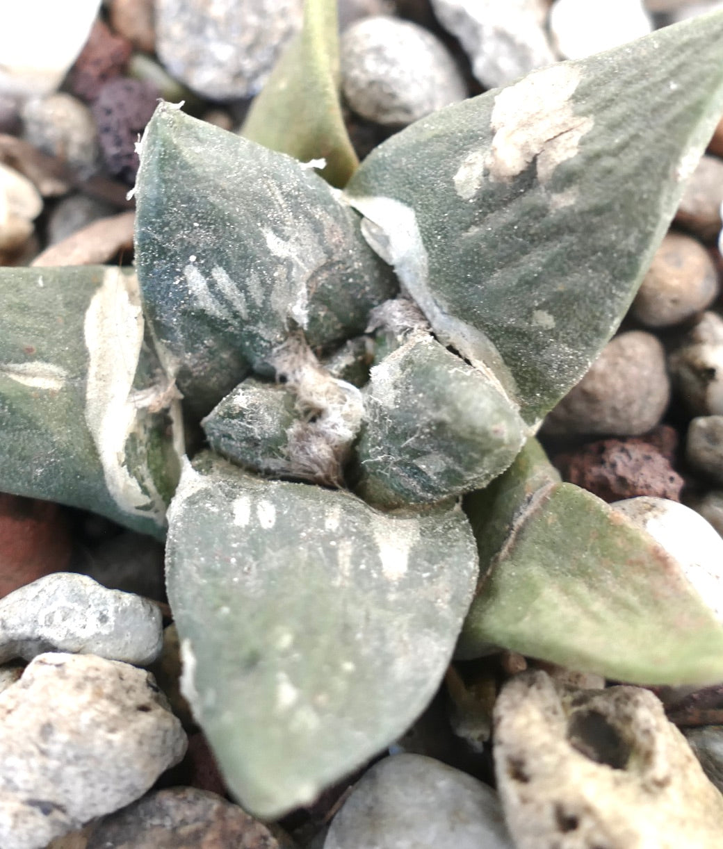 Ariocarpus retusus cv FRUMUDOSU X cv CAULIFLOWER