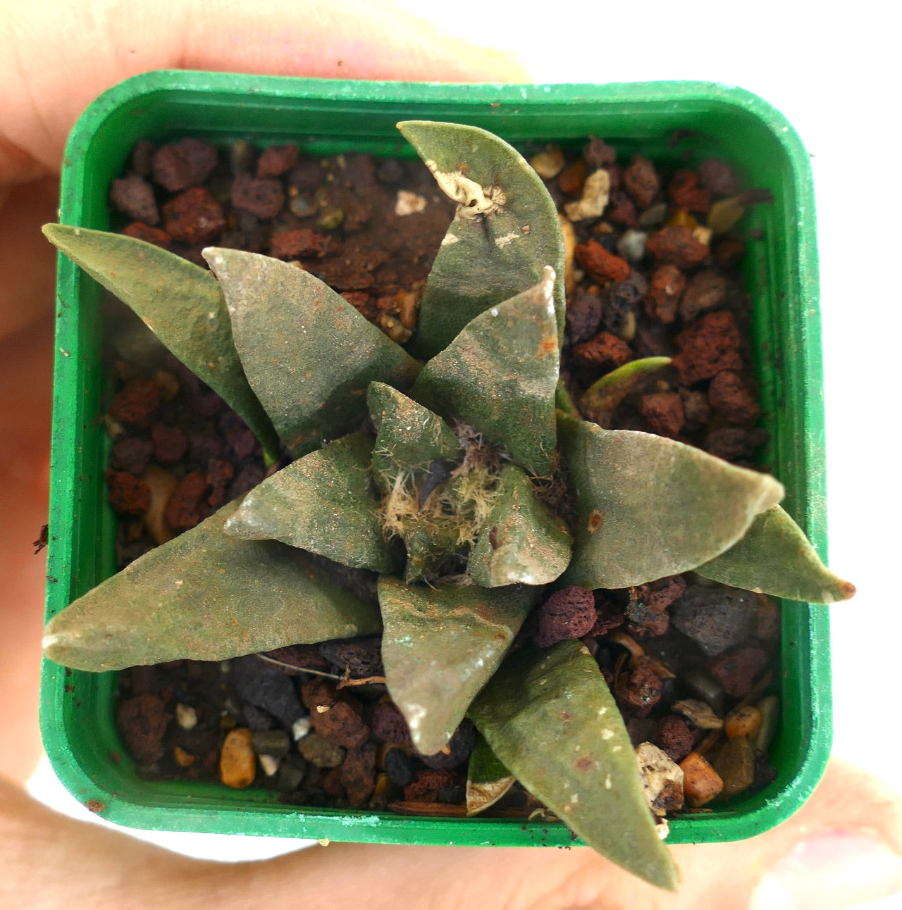 Ariocarpus trigonus X scapharostroides