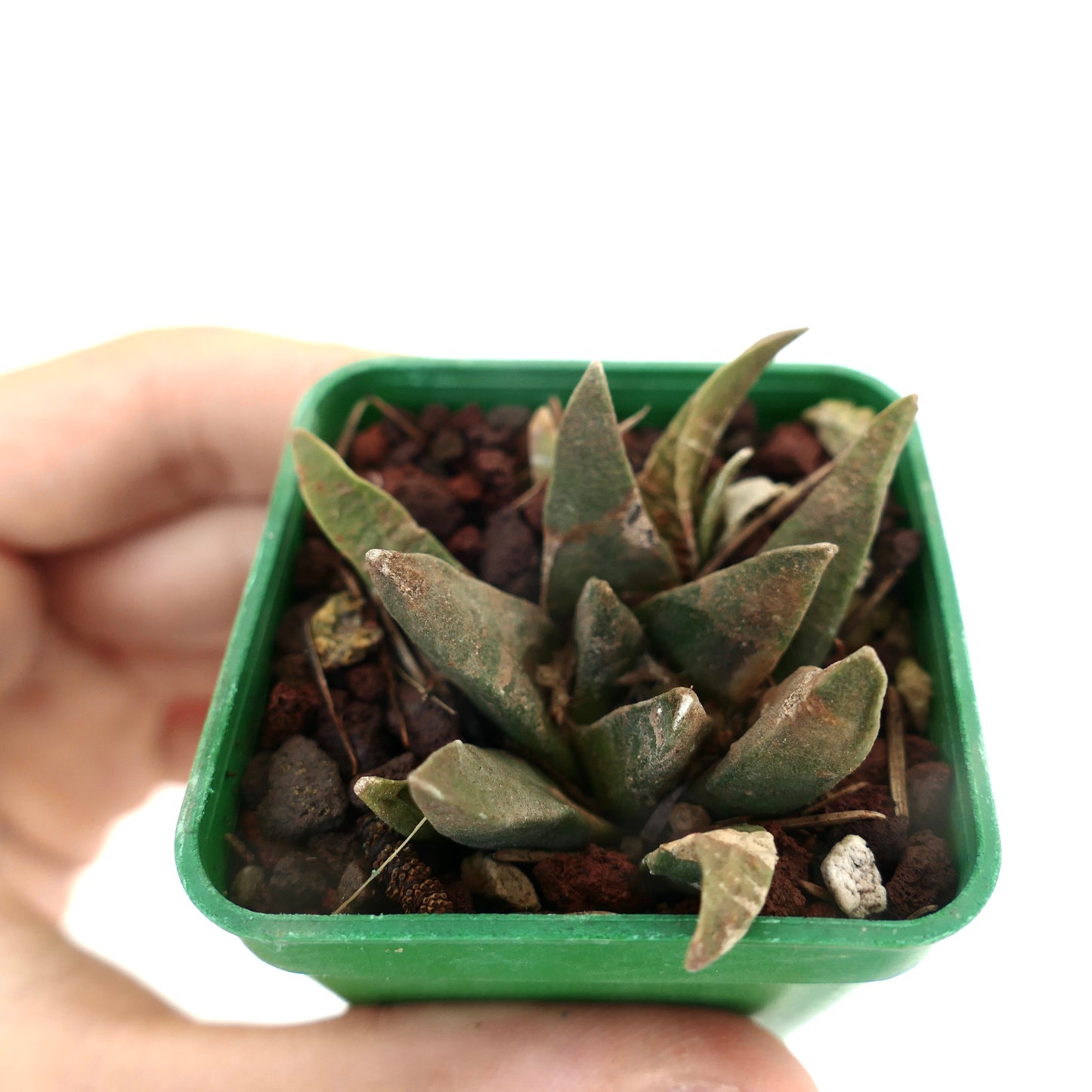 Ariocarpus trigonus X scapharostroides