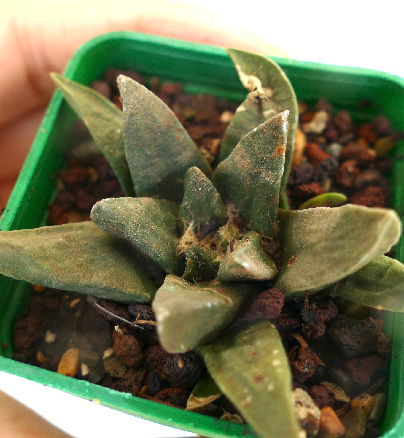 Ariocarpus trigonus X scapharostroides