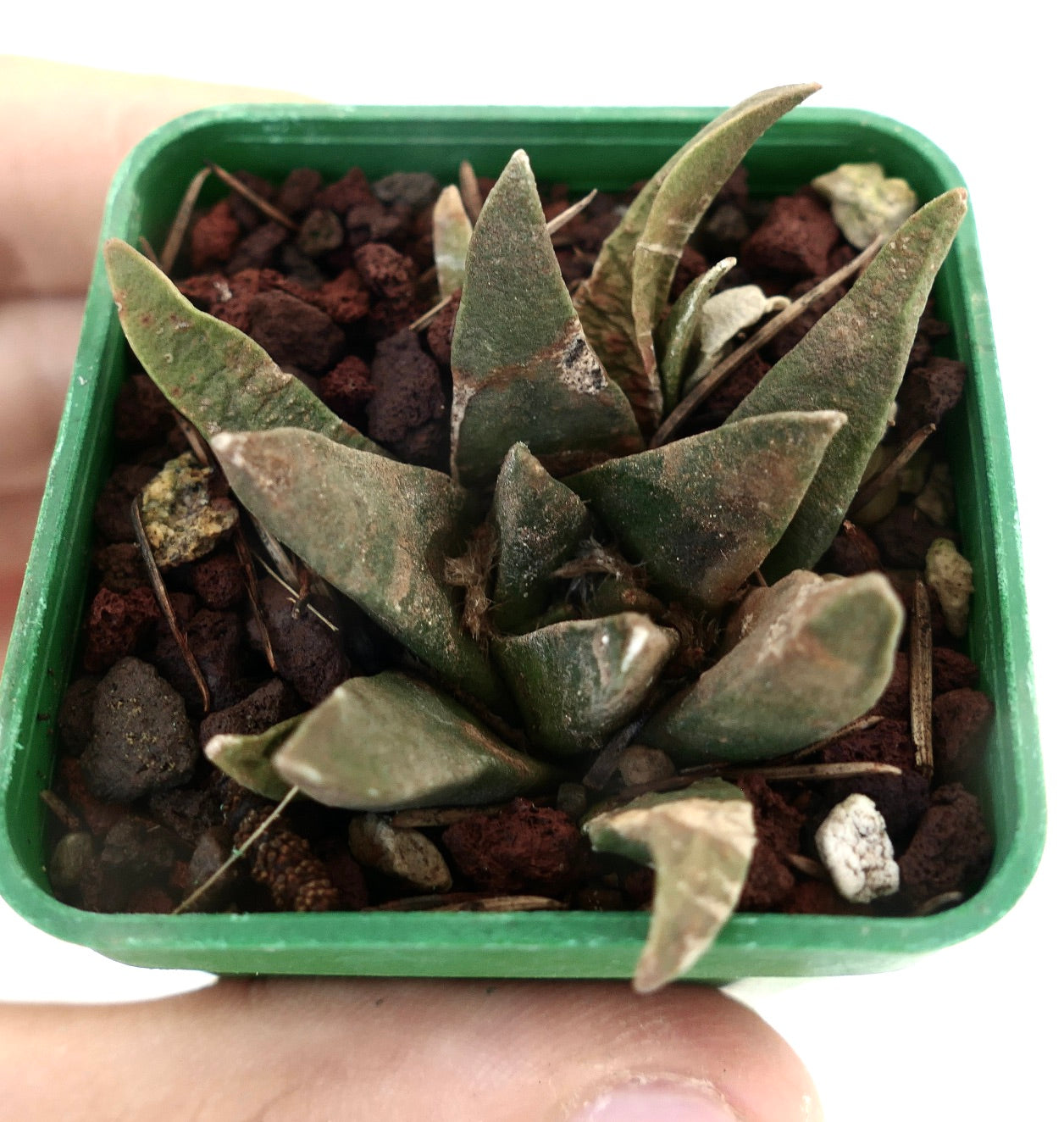 Ariocarpus trigonus X scapharostroides