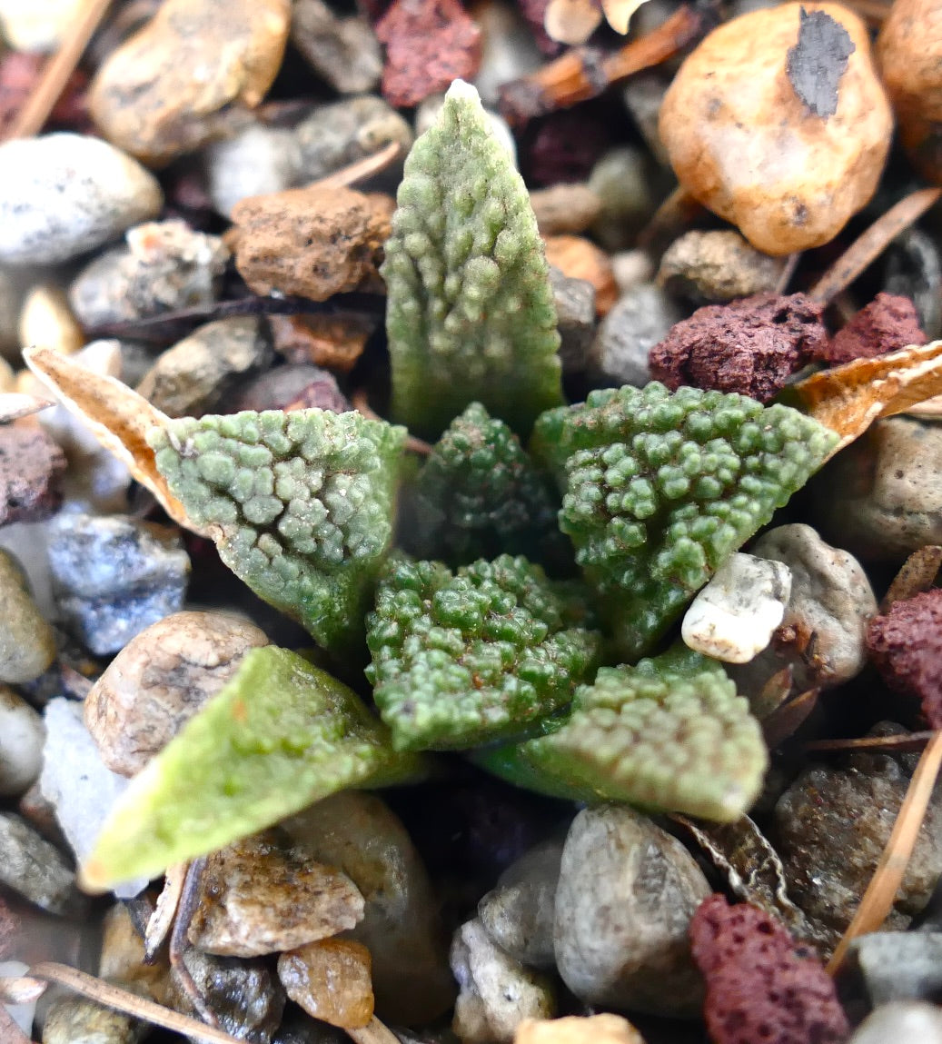 Ariocarpus fissuratus cv GODZILLA