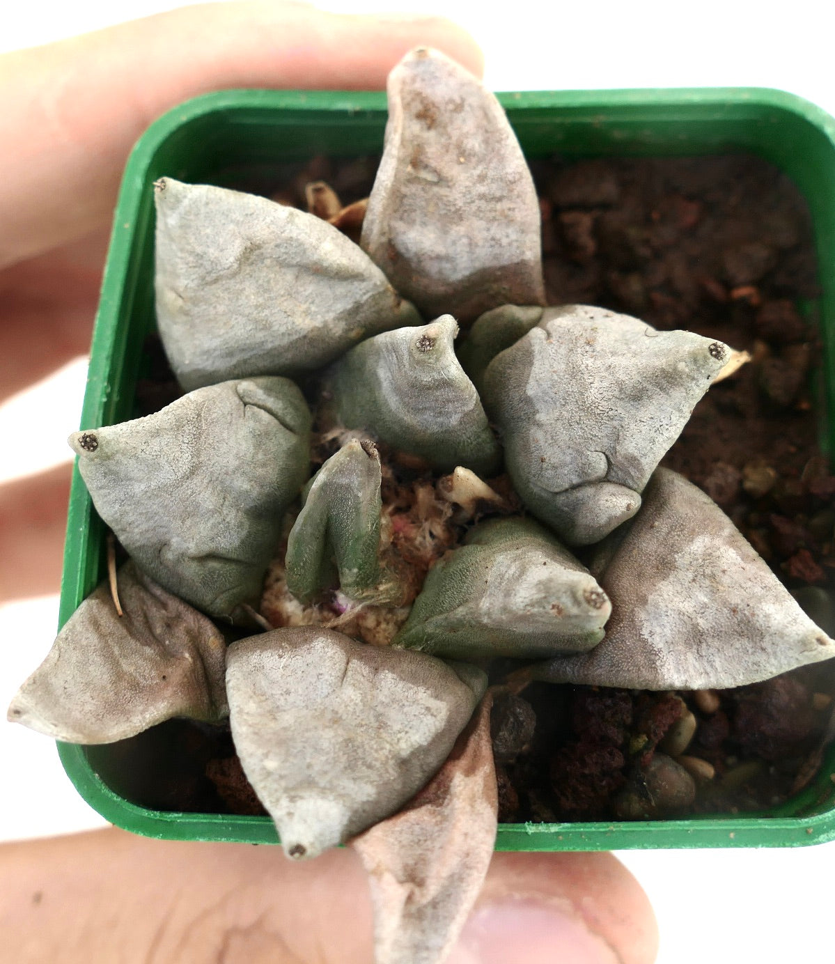 Ariocarpus furfuraceus X retusus cv. THREEFINGER