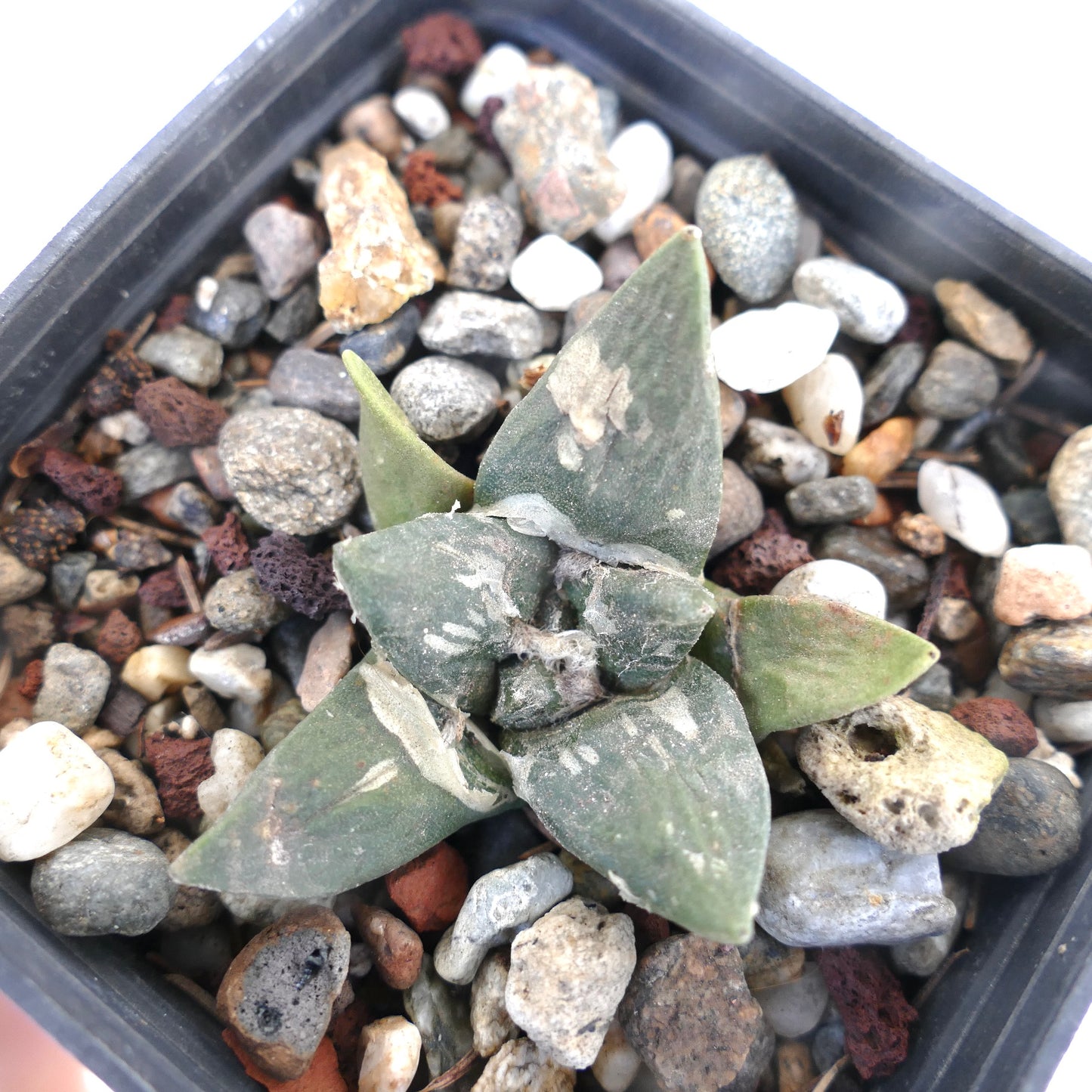 Ariocarpus retusus cv FRUMUDOSU X cv CAULIFLOWER