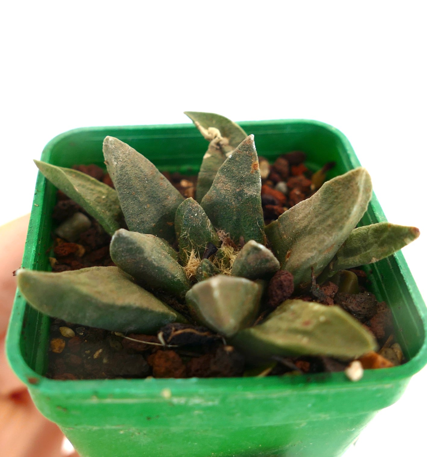 Ariocarpus trigonus X scapharostroides