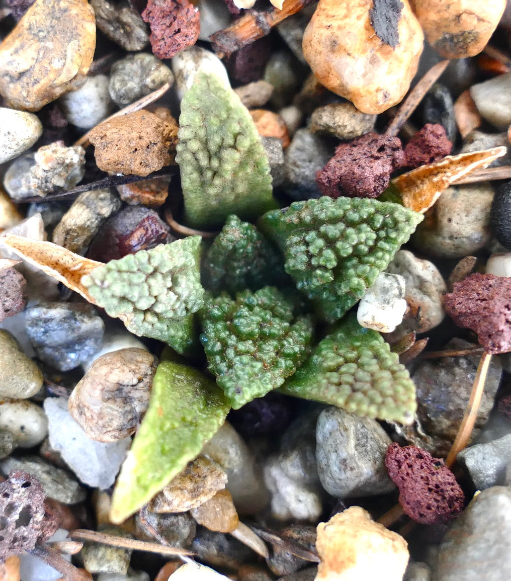 Ariocarpus fissuratus cv GODZILLA