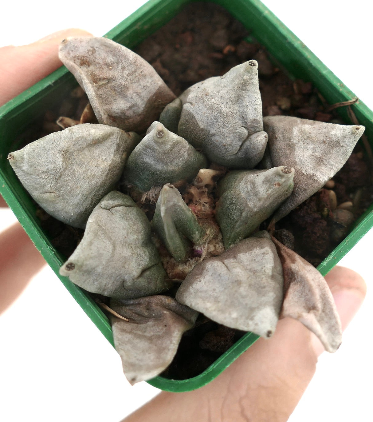 Ariocarpus furfuraceus X retusus cv. THREEFINGER