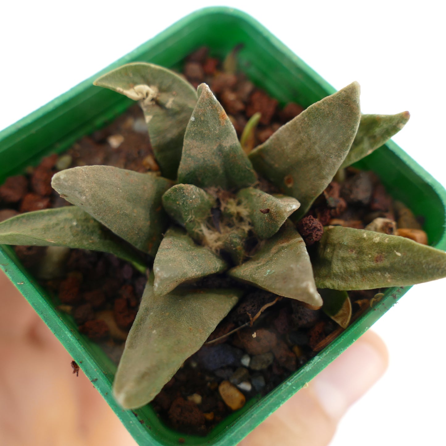 Ariocarpus trigonus X scapharostroides