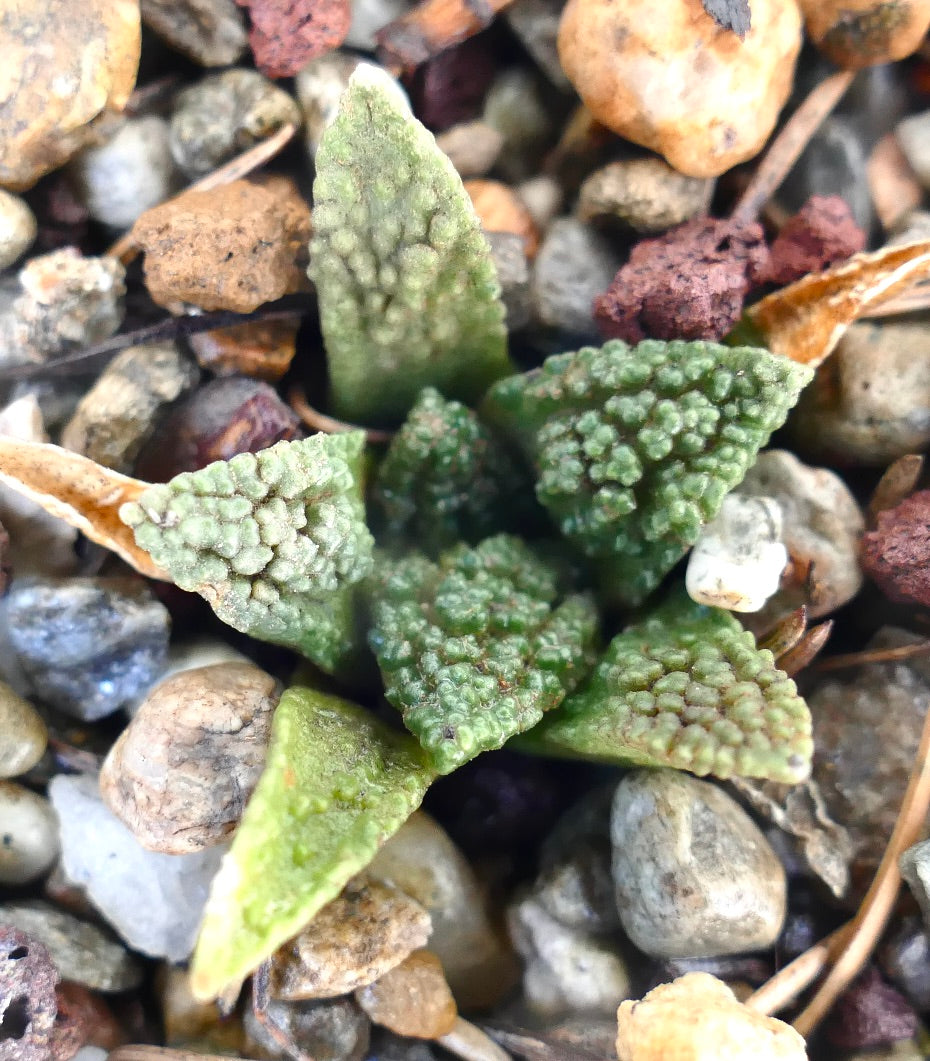 Ariocarpus fissuratus cv GODZILLA