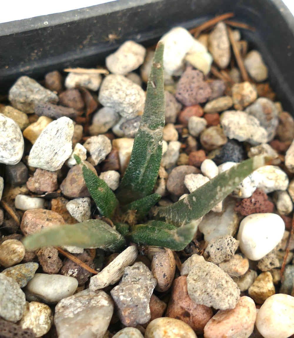 Ariocarpus agavoides