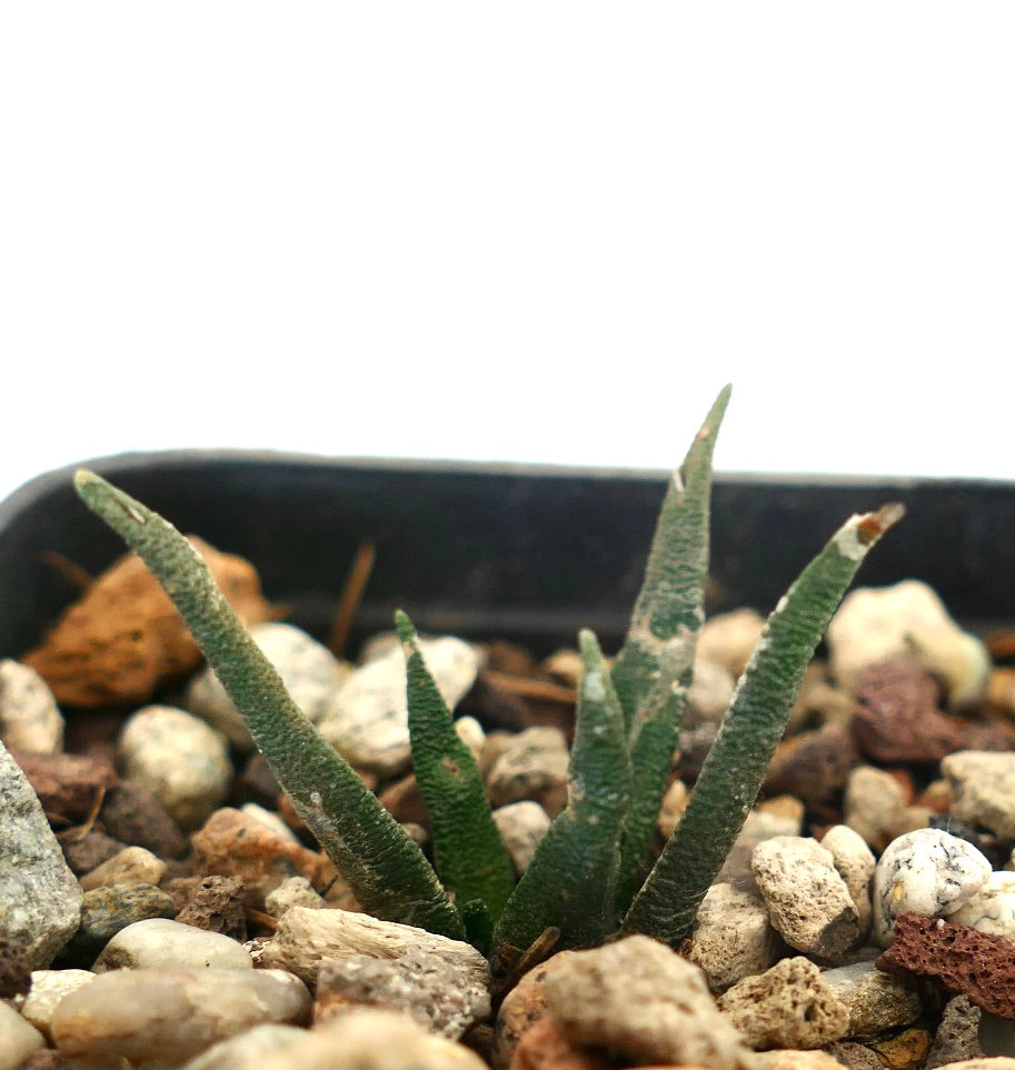 Ariocarpus agavoides