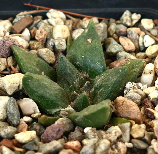 Ariocarpus trigonus X Ariocarpus fiss GODZILLA