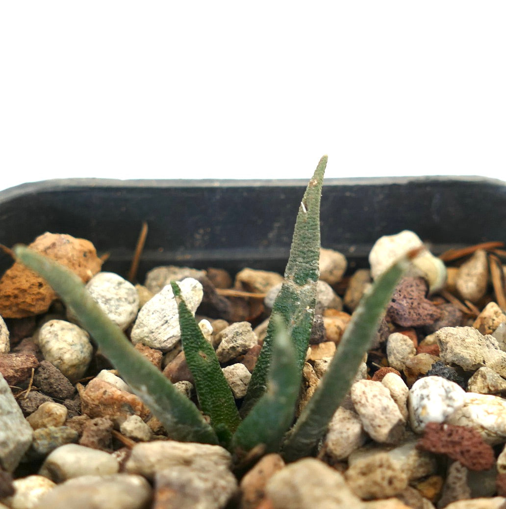 Ariocarpus agavoides