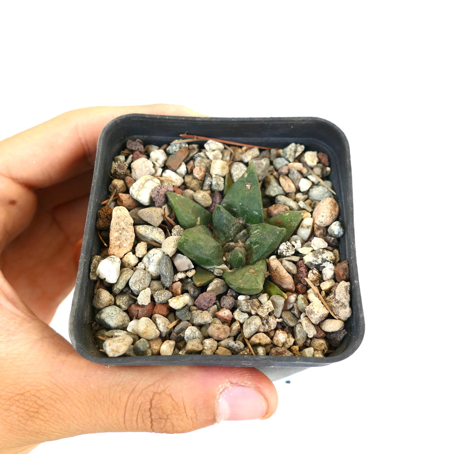 Ariocarpus trigonus X Ariocarpus fiss GODZILLA