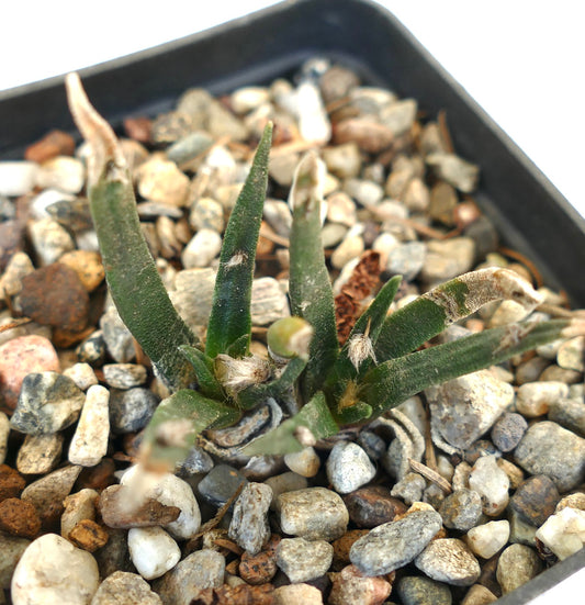 Ariocarpus agavoides 2 HEADS