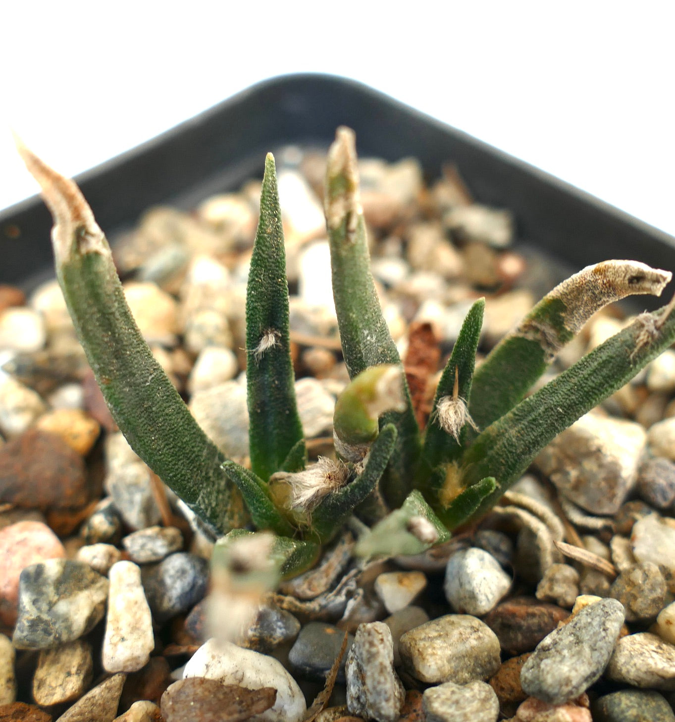 Ariocarpus agavoides 2 HEADS