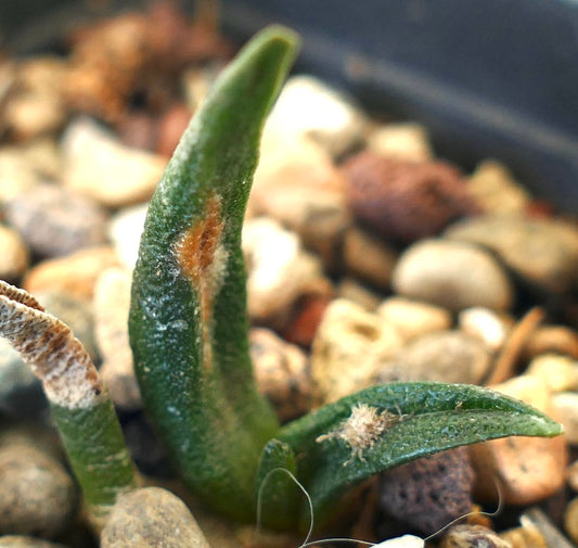 Ariocarpus agavoides X Ariocarpus bravoanus