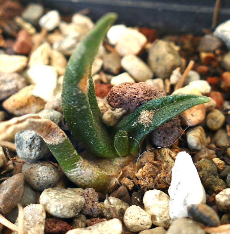 Ariocarpus agavoides X Ariocarpus bravoanus