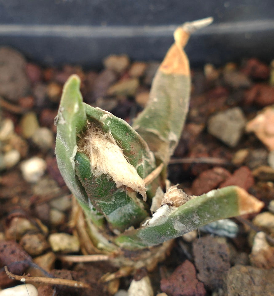 Ariocarpus bravoanus X trigonus