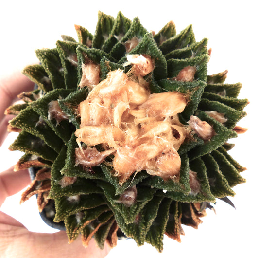 Ariocarpus bravoanus form spiralis SEEDS