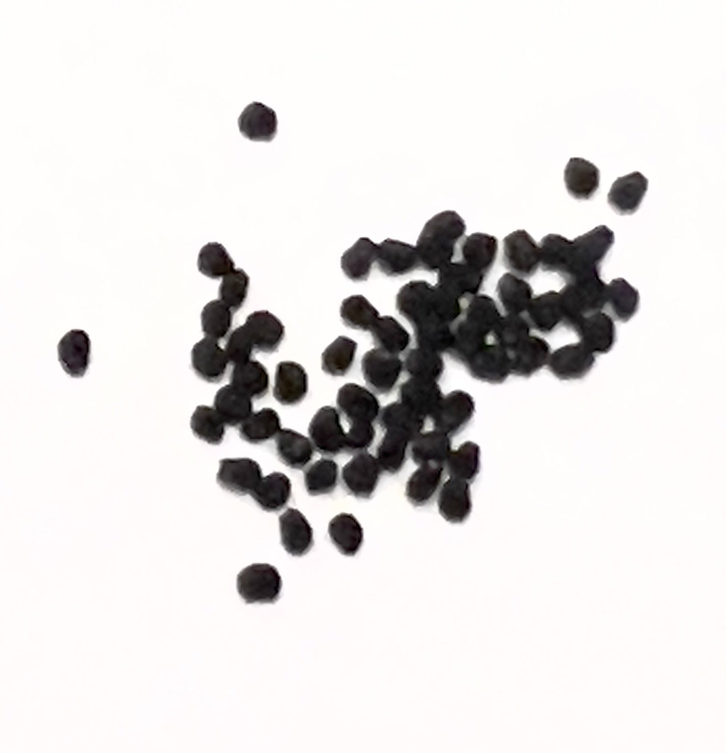 Ariocarpus bravoanus small black seeds for rare succulent cactus propagation