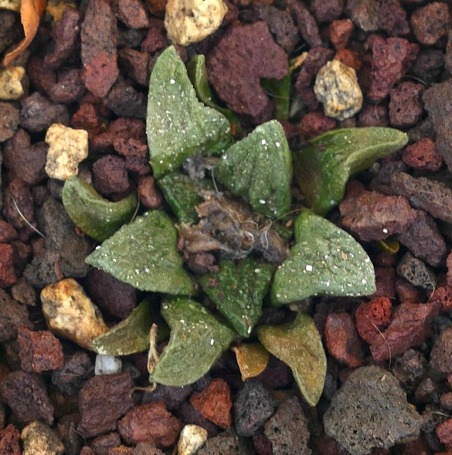 Ariocarpus bravoanus var. hintonii