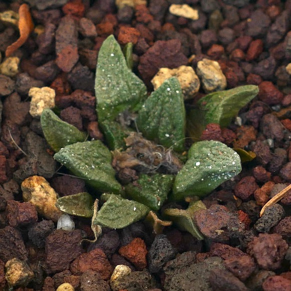 Ariocarpus bravoanus var. hintonii