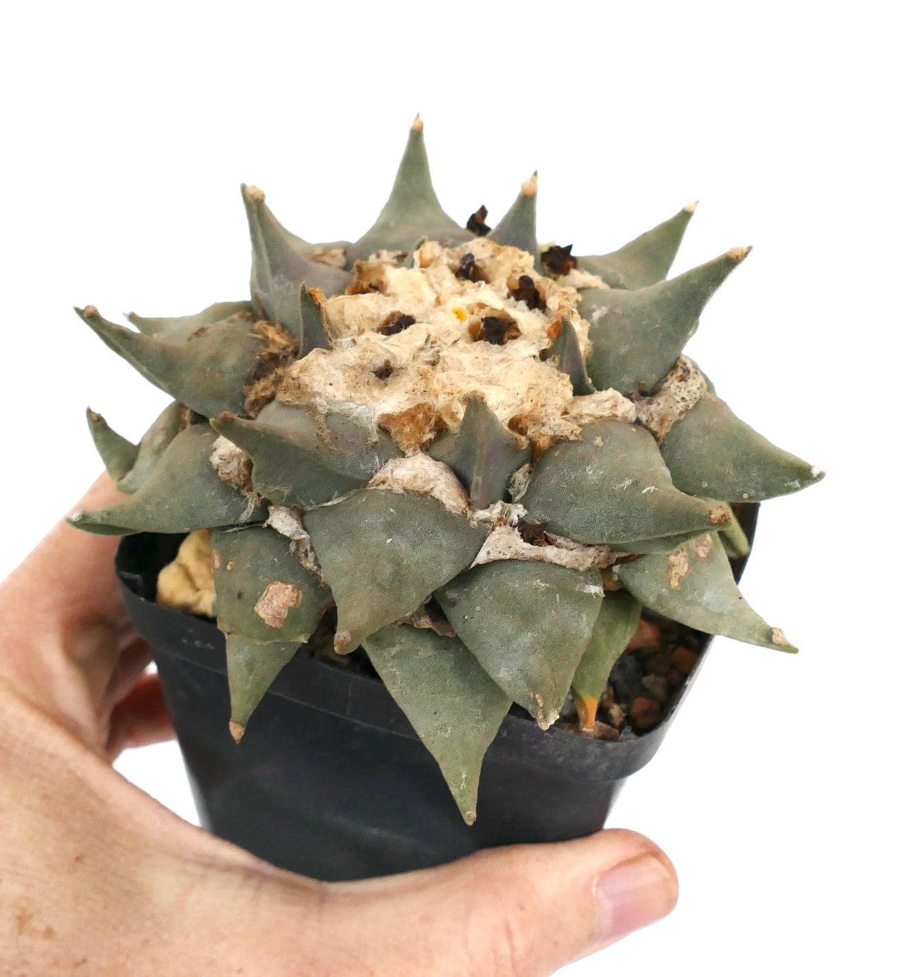 Ariocarpus confusus CE71