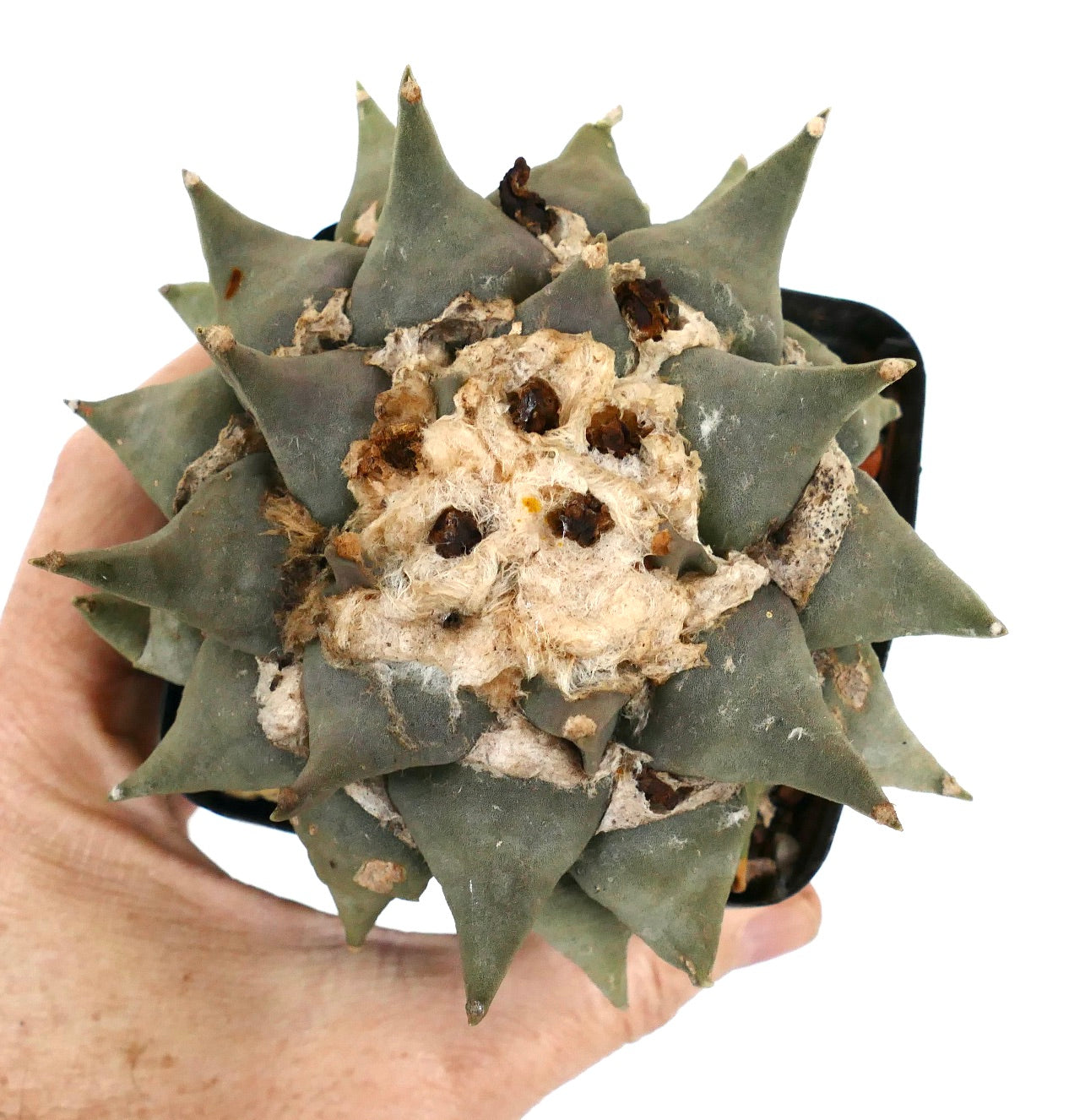 Ariocarpus confusus CE71