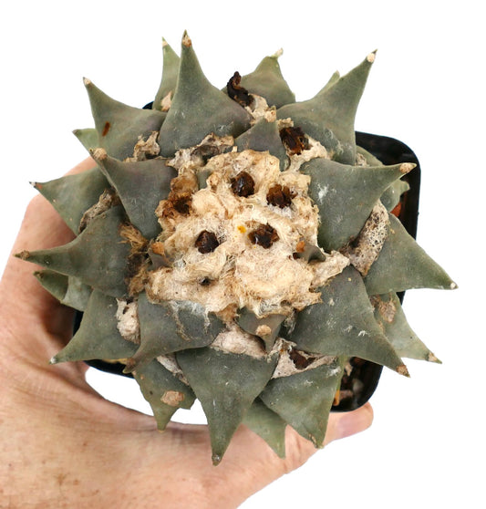 Ariocarpus confusus CE71