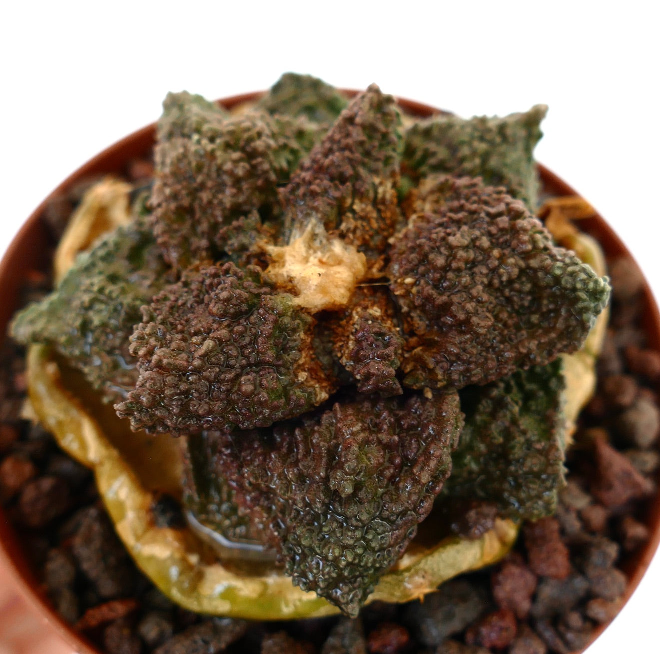Ariocarpus cv. DARK GODZILLA GREEN-BROWNISH rare textured succulent cactus with bumpy dark green-brown tubercles