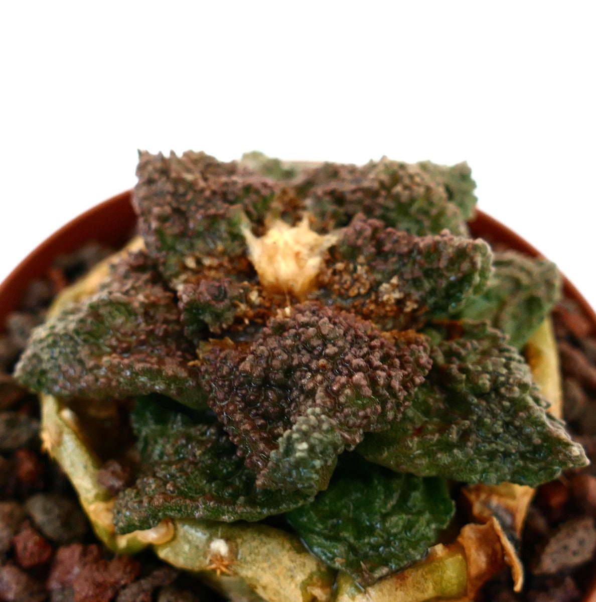 Ariocarpus cv. DARK GODZILLA GREEN-BROWNISH rare textured succulent cactus with bumpy leaves